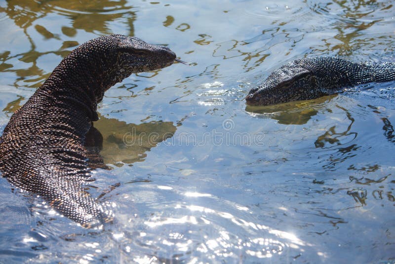 Monitor lizards stock photo. Image of lace, dinosaur 76558704