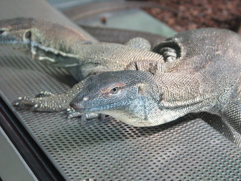 Monitor Lizards stock photo. Image of dangerous, desolation 34506736