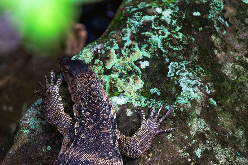 Monitor Lizards Varanus on the Rock Stock Image Image of animal, wild