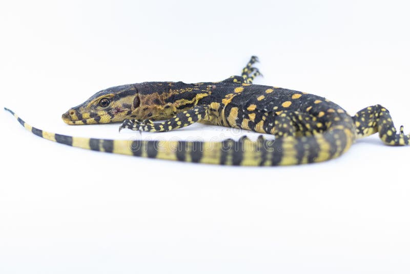 Monitoreidechse Varanus salvator auf einem weißen Hintergrund lizenzfreie stockbilder Monitoreidechse Varanus salvator auf einem weißen Hintergrund lizenzfreie stockbilder