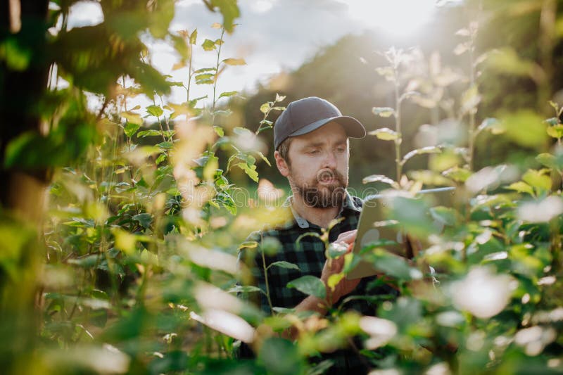 Monitoring orchard health with smart farming technology. stock images