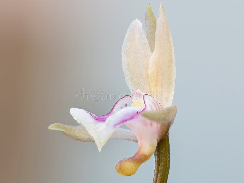 Monk Orchid stock image. Image of floral, beautiful - 195489963