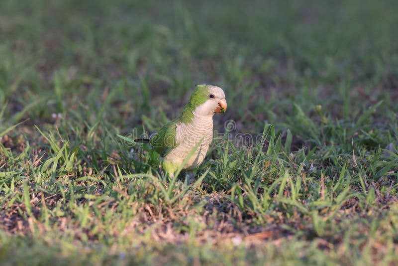 Monk Parakeet (Myiopsitta Monachus) Cape Coral Florida Stock Photo
