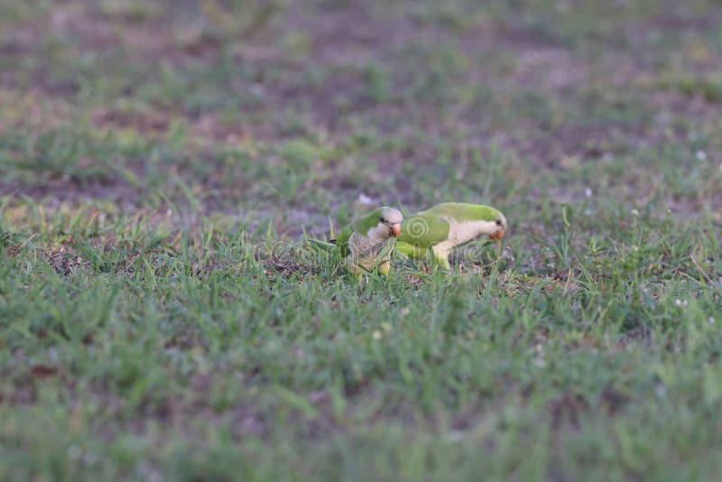 Monk Parakeet (Myiopsitta Monachus) Cape Coral Florida Stock Photo