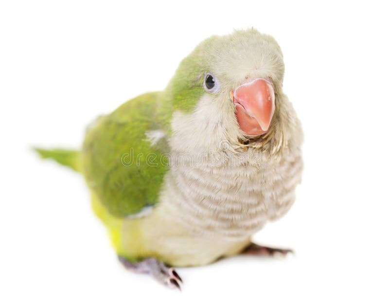 343 Blue Monk Parakeet Stock Photos Free & RoyaltyFree Stock Photos