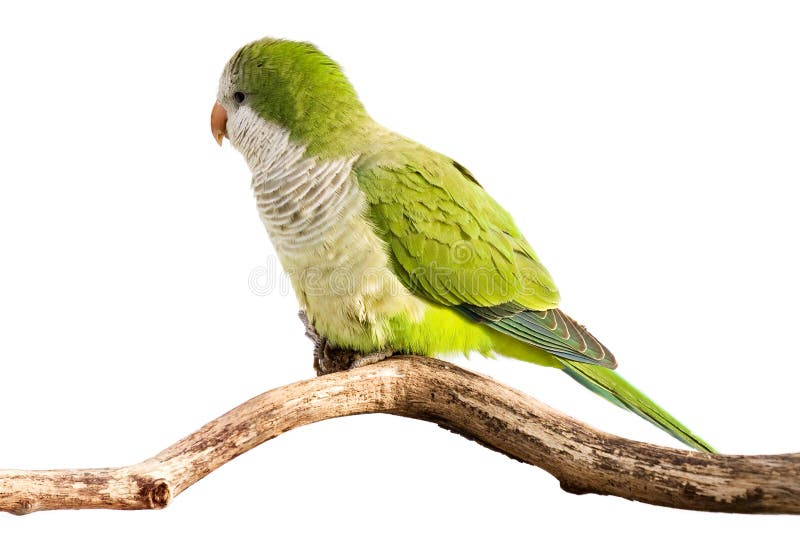 Monk parrot profiles its green feathers royalty free stock photos