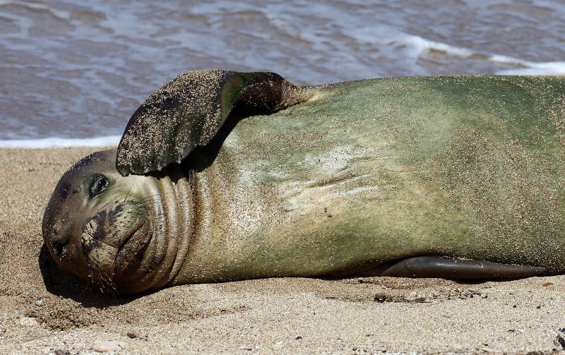 Monk Seal royalty free stock photos Monk Seal royalty free stock photos