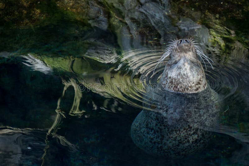 Monk seal relaxing on surface