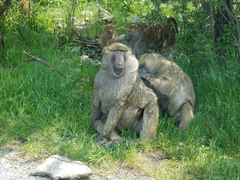 Monkey in African Lion Safari