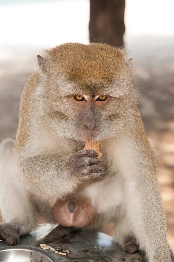 Monkey animal eat food. Primate sit outdoor. Cute animal. Monkey day. Wild nature and wildlife. Zoo.