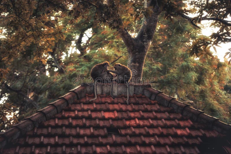 Monkey ape family sitting on old roof on Bali in Ubud monkey forest in vintage style concept animal love care and togetherness in stock image