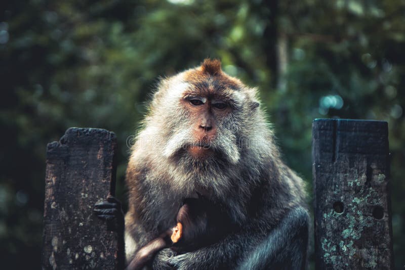 Monkey ape sitting on old fence on Bali in monkey forest in Ubud in vintage style stock photo