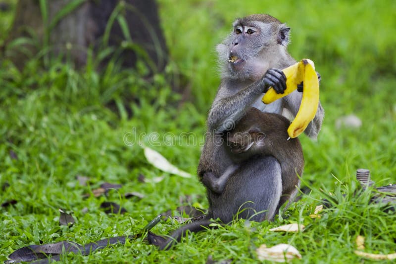 Monkey Eating Bananas In Jungle Stock Photo Image of animal, holding