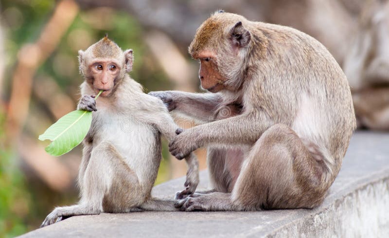 Monkey with a Baby at Phra Nakhon Khiri Historical Park, Phetchaburi,  Thailand, Stock Image - Image of funny, animal: 30198479