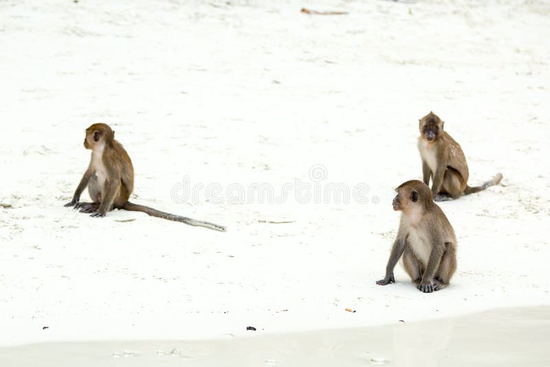 Monkey Beach. Group of Crabeating Macaques and Banana , PhiPhi