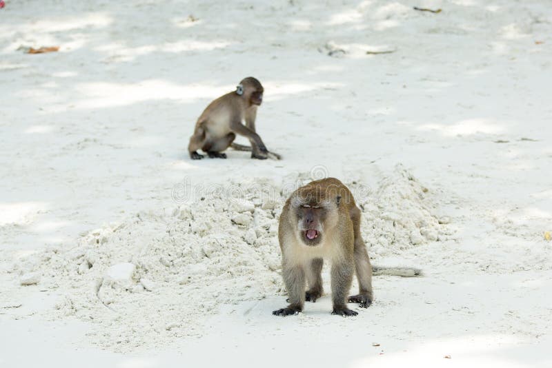 Monkey Beach. Group of Crabeating Macaques at PhiPhi, Thailand Stock