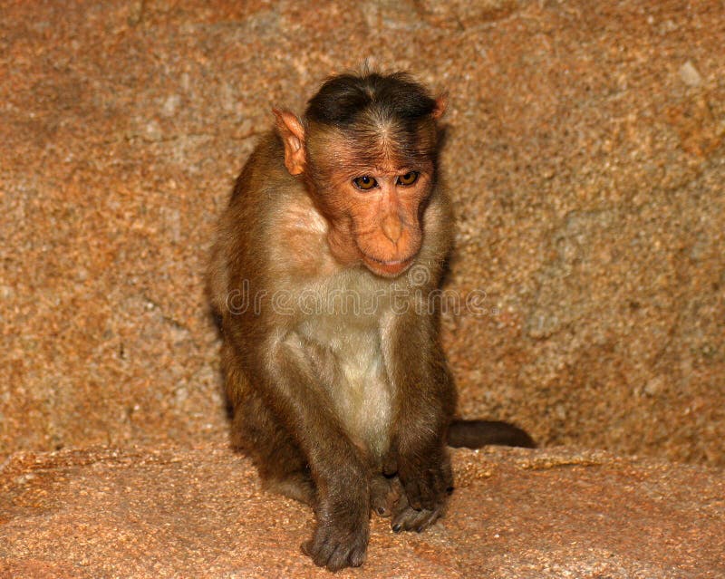 Monkey with big ears stock photo. Image of intelligent 36417390
