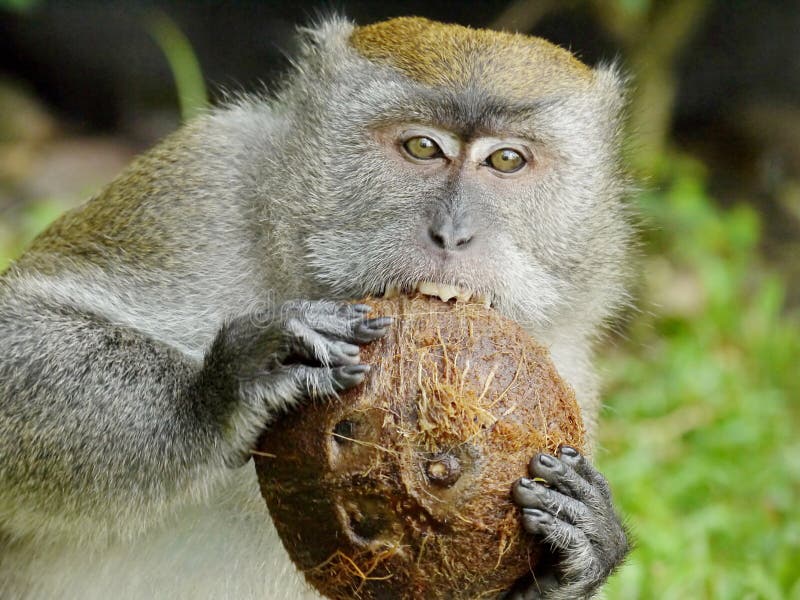 Monkey Biting a Coconut stock image. Image of hunt, flora 35969355
