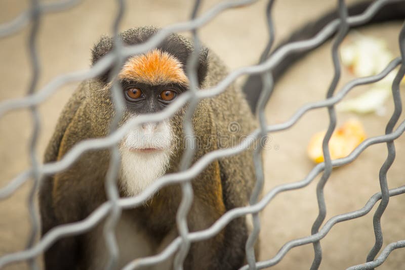 Monkey Brazza in a cage