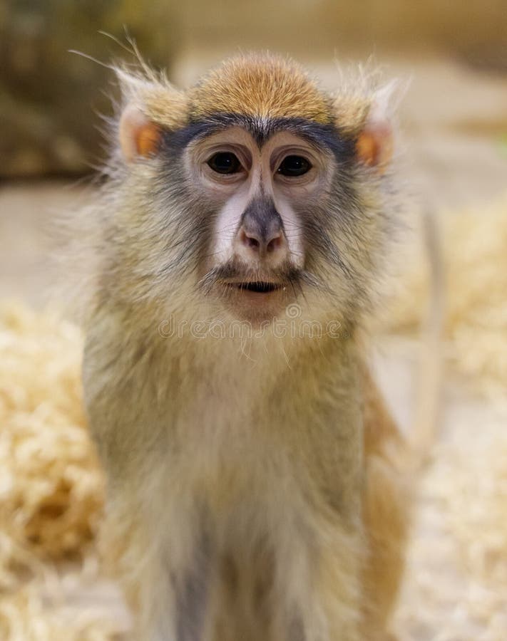 A monkey with a brown face and a white face royalty free stock photo