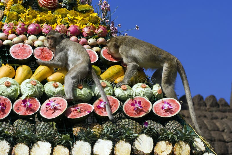 Monkey Buffet Festival in Thailand Stock Image - Image of treat, monkey:  19914627