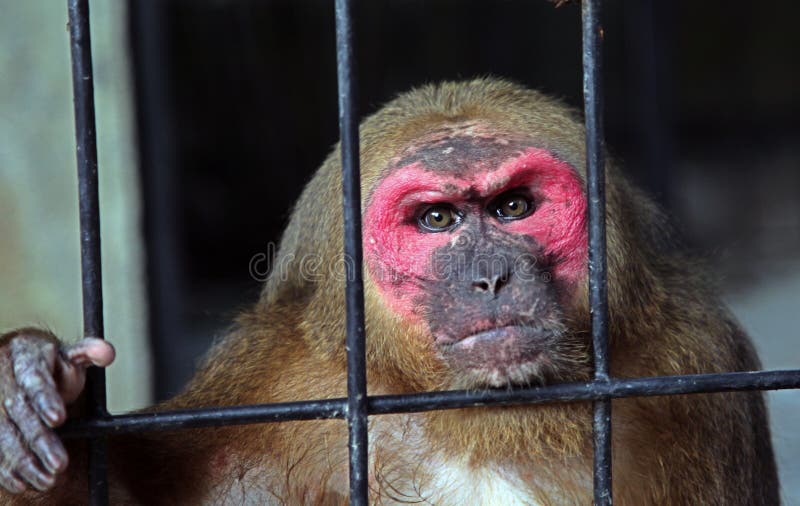Monkey Cage Zoo Island Koh Samui Stock Photos Free & RoyaltyFree Stock Photos from Dreamstime