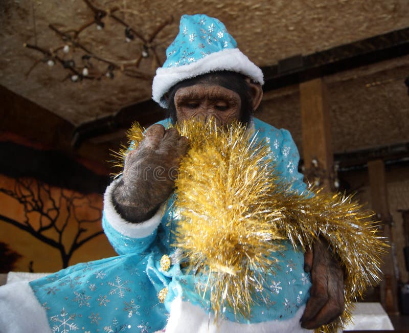 Monkey in Christmas Costume Editorial Photo Image of rest, gift 64547251