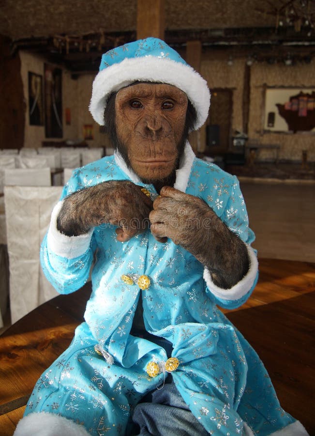 Monkey in Christmas Costume Stock Photo Image of invitation, garland
