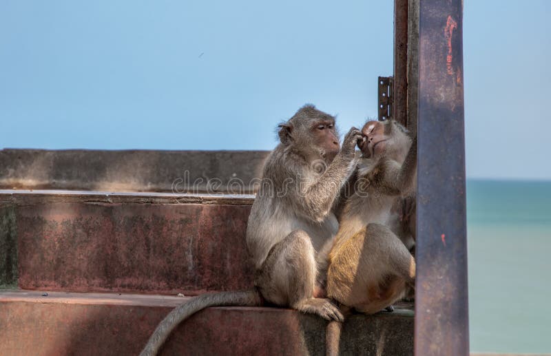 Shameful monkey stock image. Image of cleaning, africa - 87532525