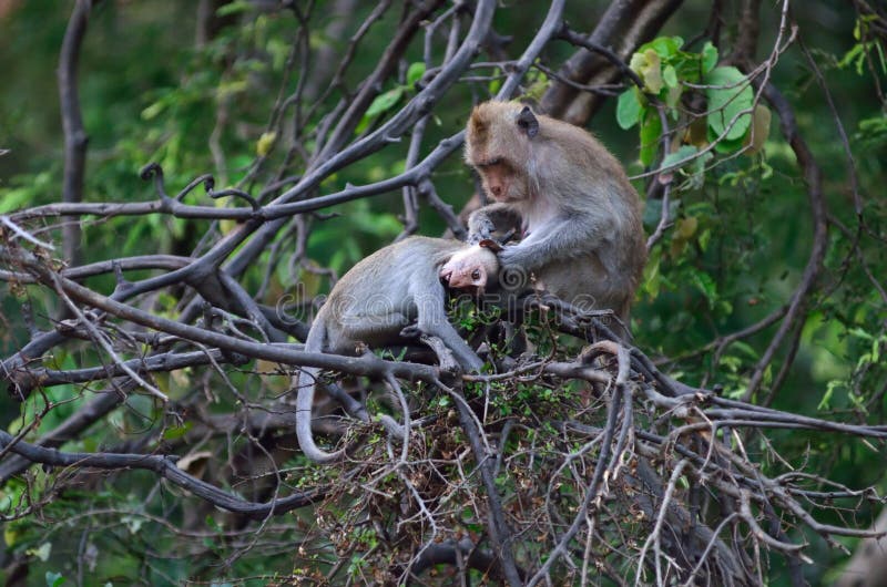 Shameful monkey stock image. Image of cleaning, africa - 87532525