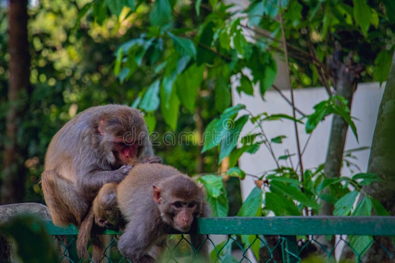 Shameful monkey stock image. Image of cleaning, africa - 87532525