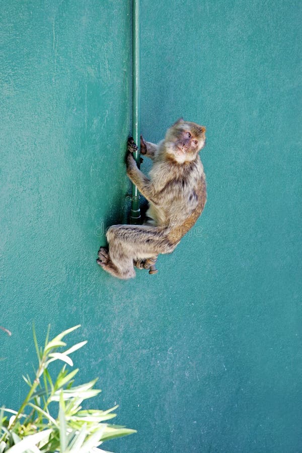Monkey climbing wall in Gibraltar royalty free stock image