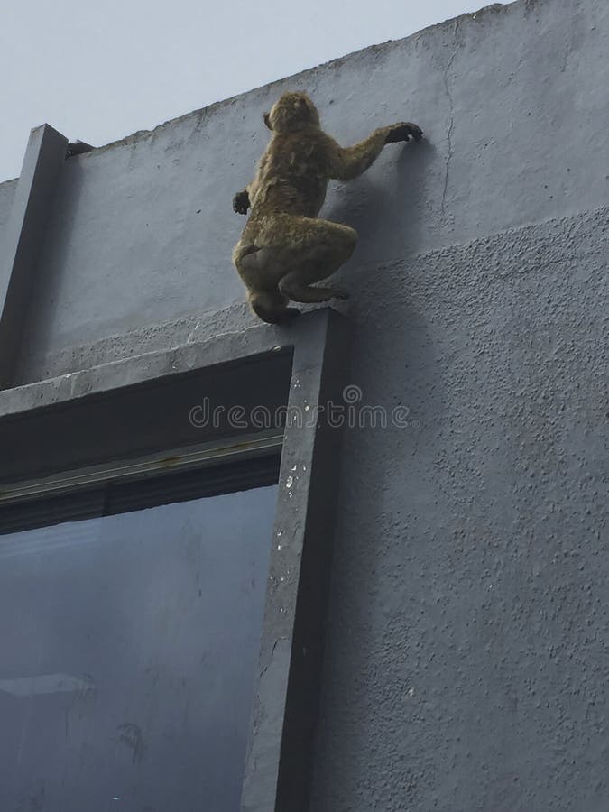 A Monkey is Climbing on a Wall at a House Stock Image Image of ancient, africa 128770667
