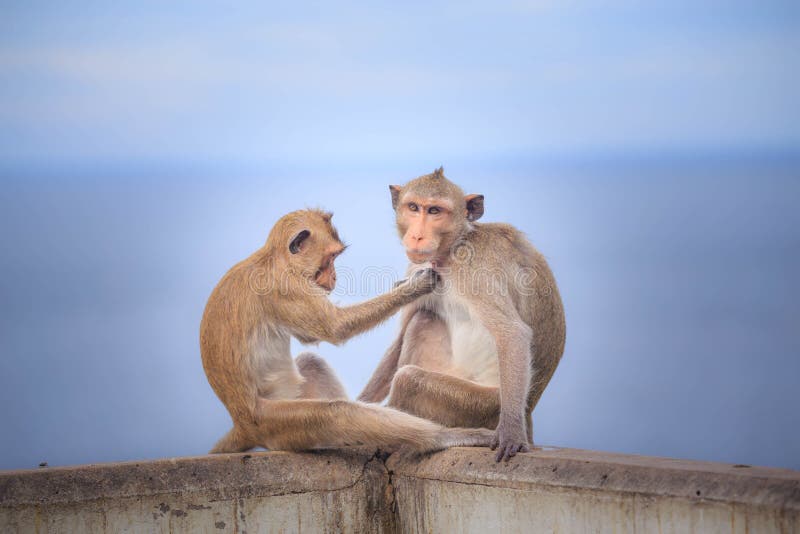 Monkey (crabeating Macaque) Asia Thailand Stock Image Image of