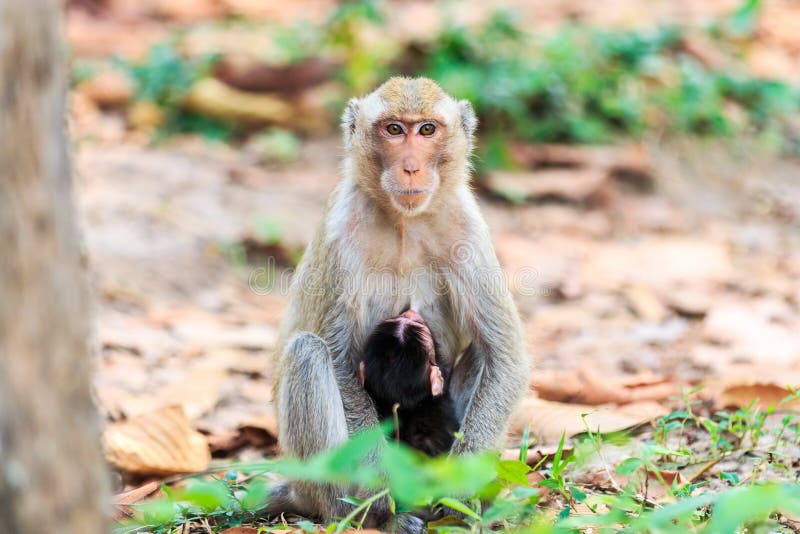 Monkey (Crabeating Macaque) Breastfeeding Baby Stock Photo Image of