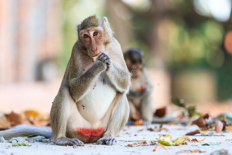 Monkey (Crabeating Macaque) Eating Fruit Stock Image Image of hairy