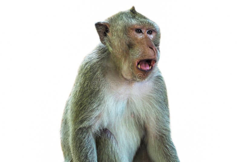 Monkey Crab-eating Macaque Isolate on White Background - Image Stock Image  - Image of brown, little: 147503241