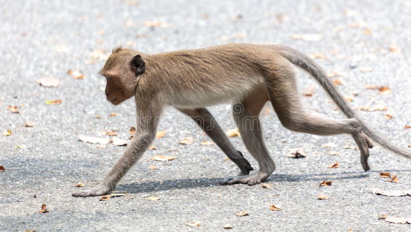 A monkey crosses an asphalt road stock photography