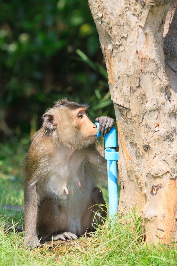 Monkey Drinking Clean Water from Tube for Lovely and Animals in Stock
