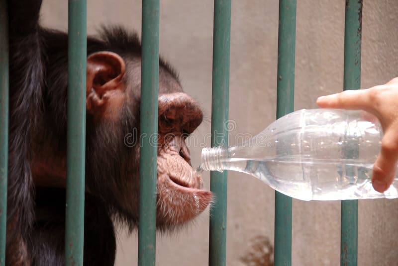 Scimmie gabbia potabile Acqua plastica una bottiglia.
