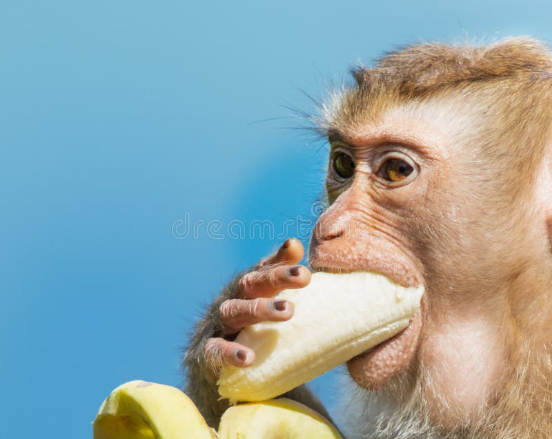 Сколько бананов едят обезьяны. Обезьяна с бананом. Обезьяна ест банан. Шимпанзе ест банан. Обезьяна с бананом во рту.