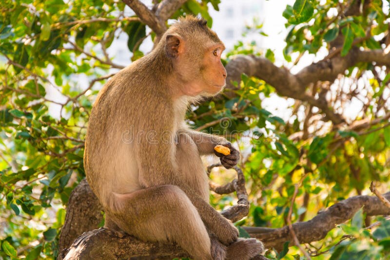 A Monkey is Eating Beans is on the Tree. Stock Photo Image of monkey