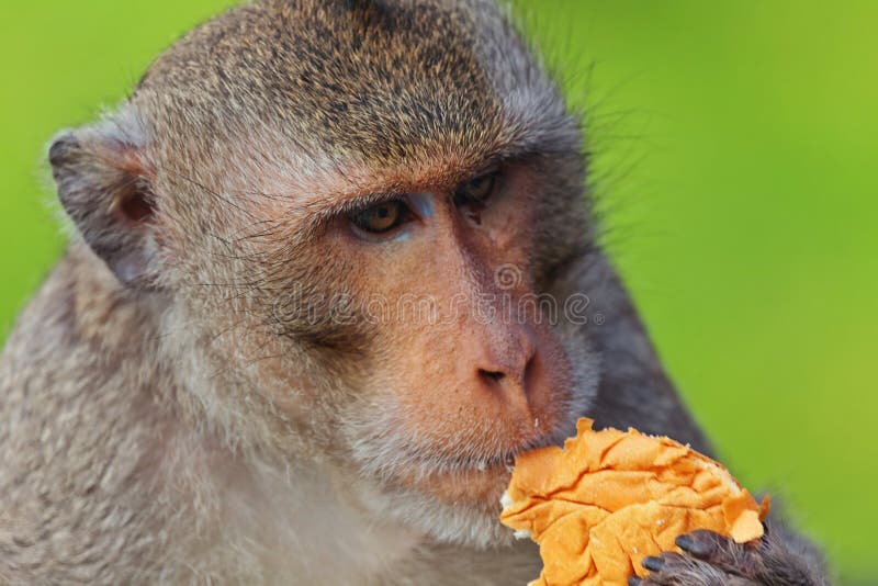 Monkey eating bread stock image. Image of eating, mammal 110032371
