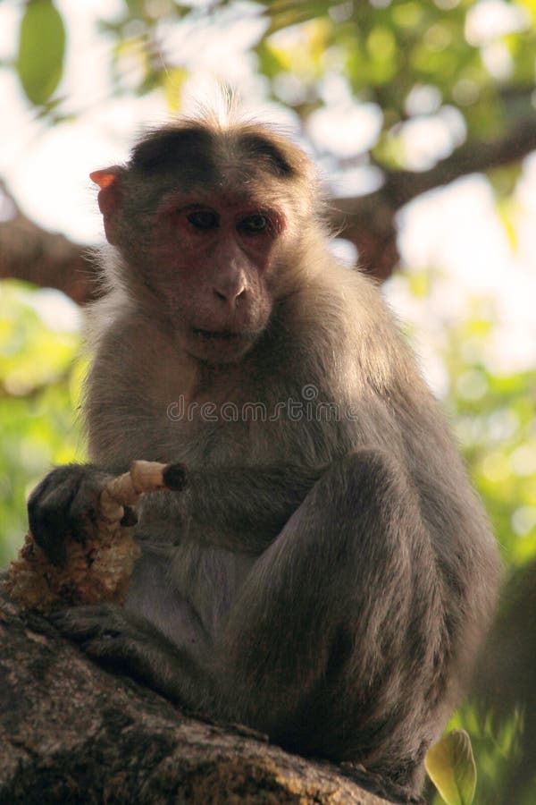 Monkey Eating Corn Sitting on the Branch of the Tree Stock Image