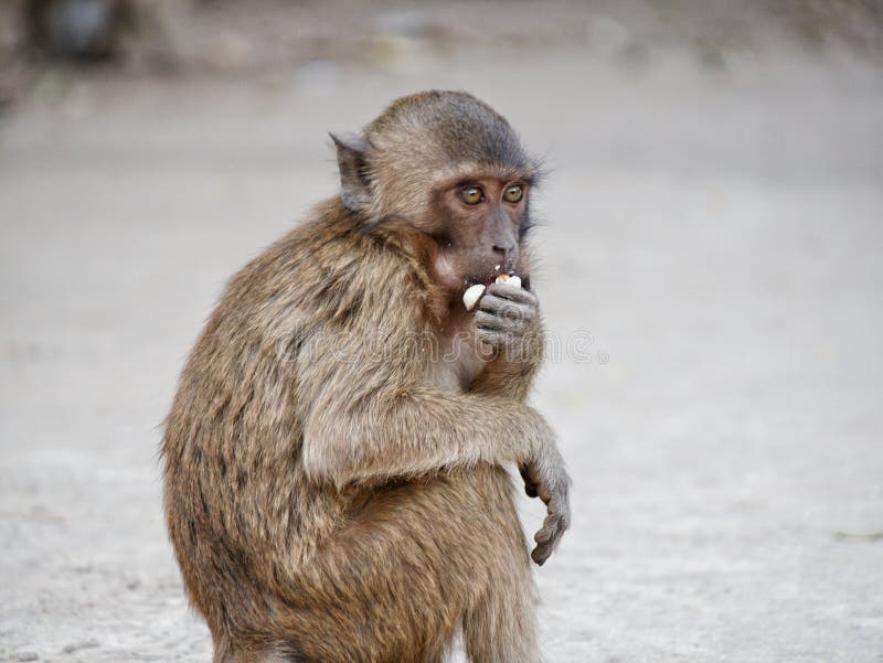 Are Monkey Nuts Bad For Dogs