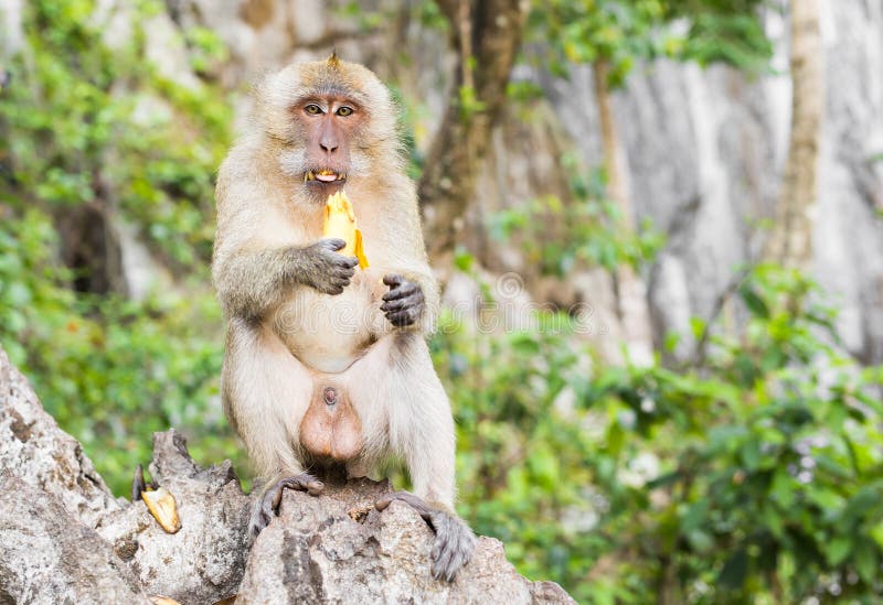 Monkey eats banana stock photo. Image of asia, tourism 71836036