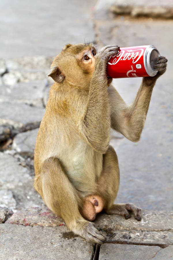 Monkey enjoys drinking