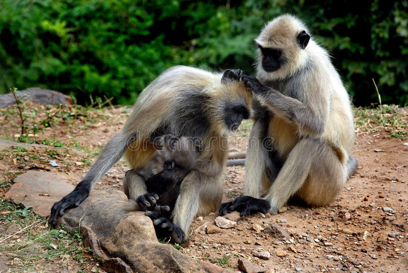 Monkey Family stock images Monkey Family stock images