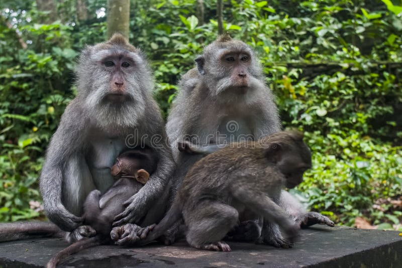 Monkey family with baby and adults in the forest