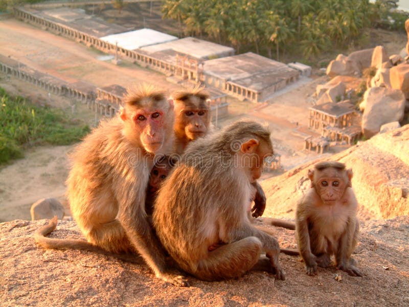 Monkey family royalty free stock image Monkey family royalty free stock image